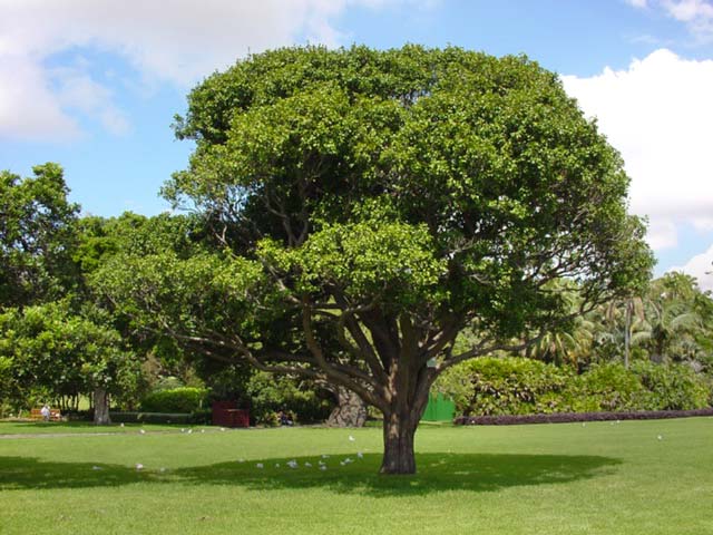 لیلی پیلی آبی